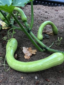 Trombocini squash