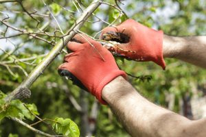 Tree care