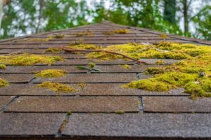 mossy roof