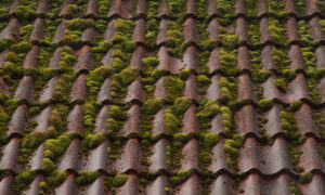 moss on tile roof