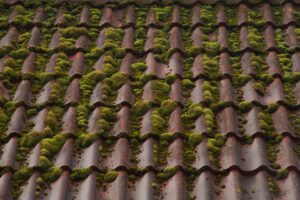 moss on tile roof
